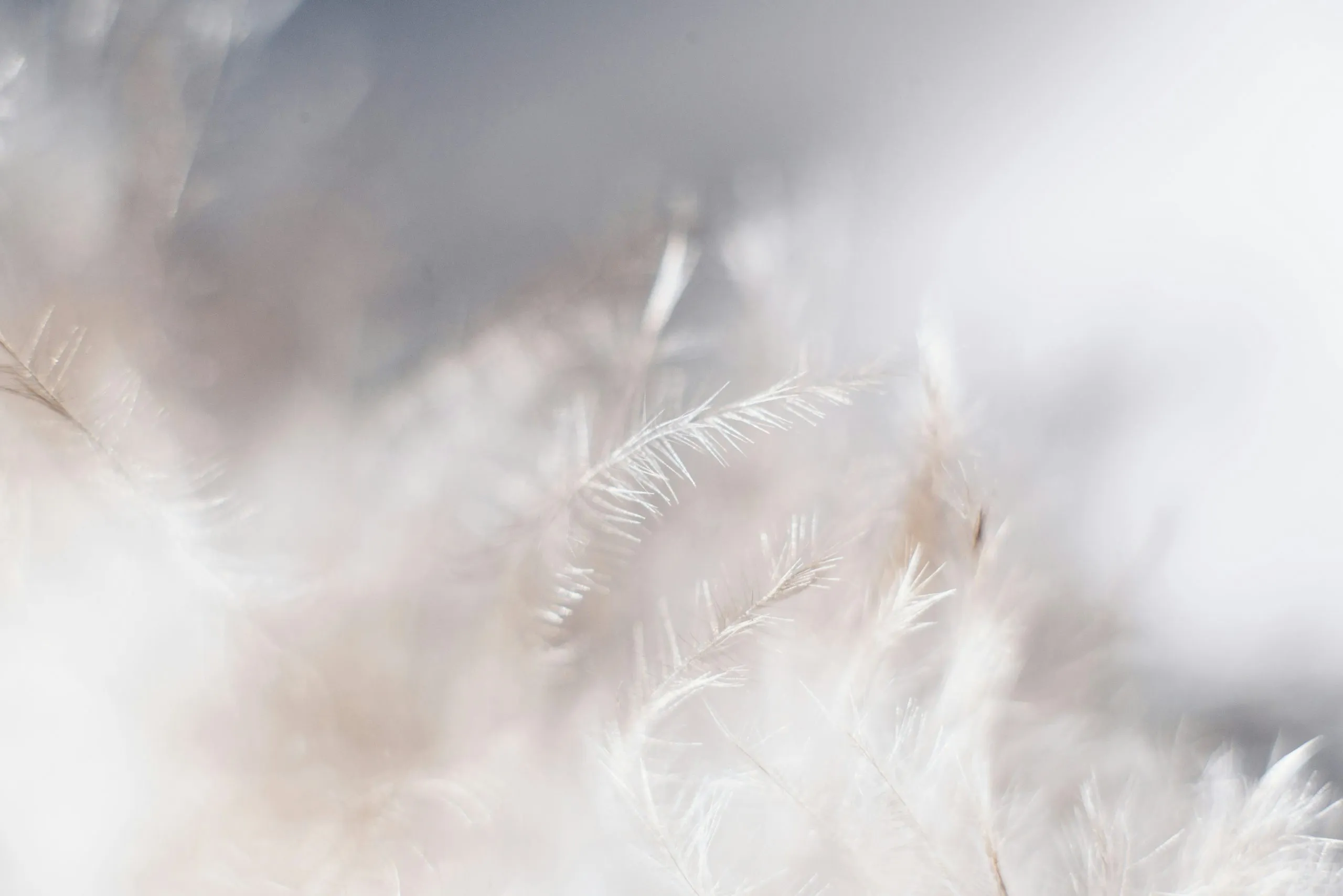 Macrophotographie floue de plumes blanches très douces